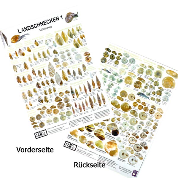 Chart "Landschnecken 1"